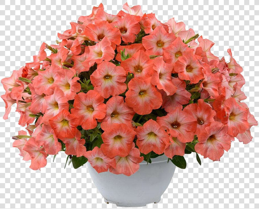 Download Petunia Png Transparent Image   Petunia  Png DownloadTransparent PNG