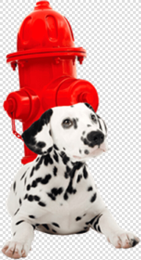 Image Placeholder Title   Dalmatian  HD Png DownloadTransparent PNG