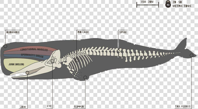 Image   Sperm Whale Skeleton  HD Png DownloadTransparent PNG