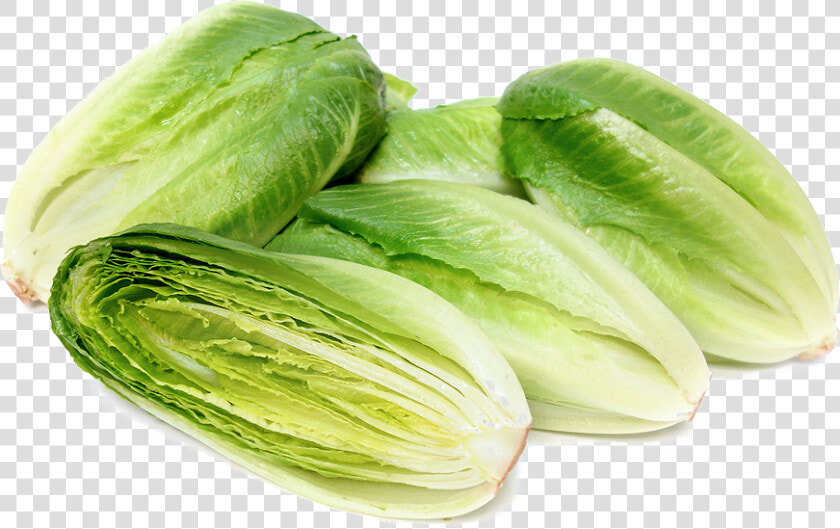 Romaine Lettuce Png Photo   Romaine Cos Lettuce  Transparent PngTransparent PNG