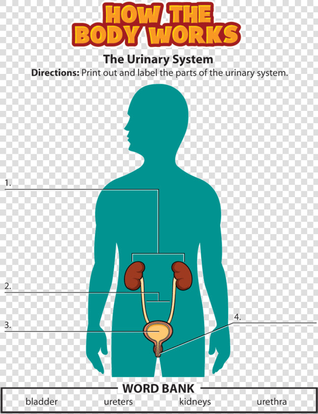 Urinary System Activity  HD Png DownloadTransparent PNG