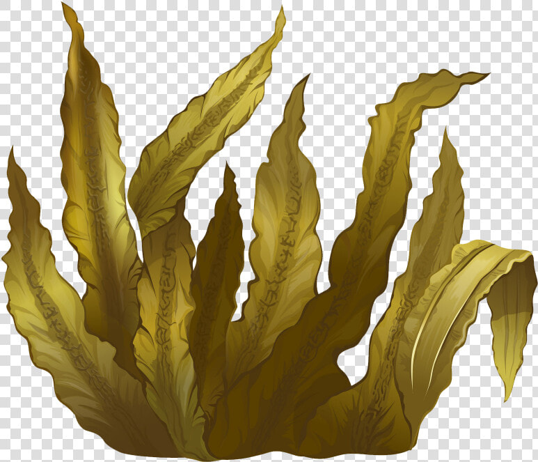 Kelp Seaweed Algae Deep sea Tangles   Seaweed Png  Transparent PngTransparent PNG