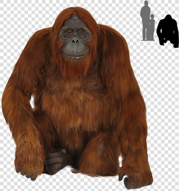 Old Orangutan Images Transparent Background   Orangutans Png  Png DownloadTransparent PNG