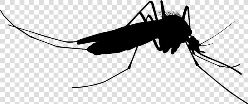 Mosquito Clipart Silhouette   Mosquito Vector  HD Png DownloadTransparent PNG