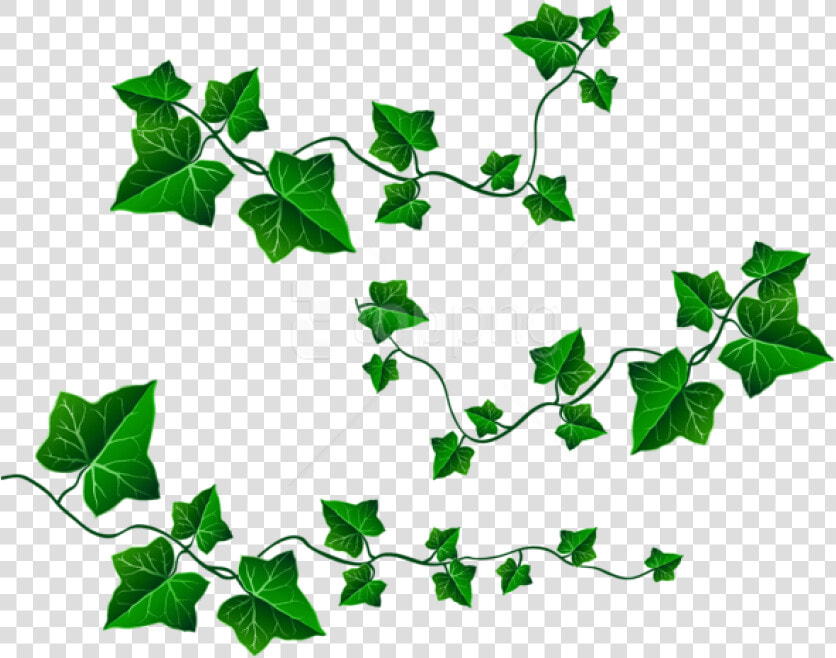 Free Png Download Vine Leaves Decorationpicture Clipart   Vine Of Leaves Clipart  Transparent PngTransparent PNG