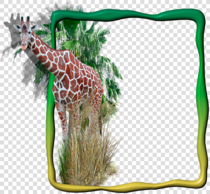 Transparent Giraffe Border Clipart   Moldura Para Foto Digital Animais  HD Png DownloadTransparent PNG