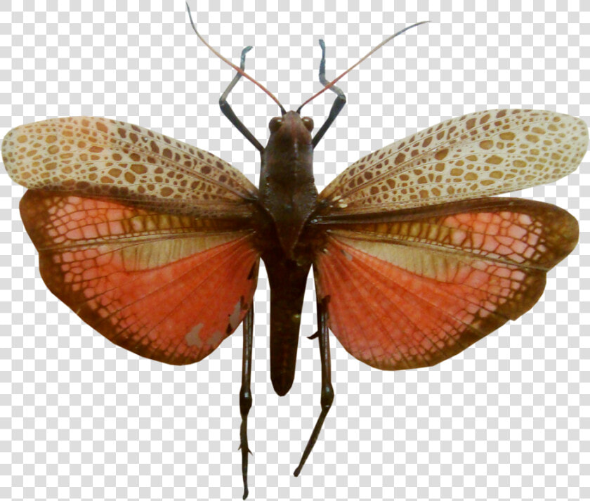 Riodinidae  HD Png DownloadTransparent PNG