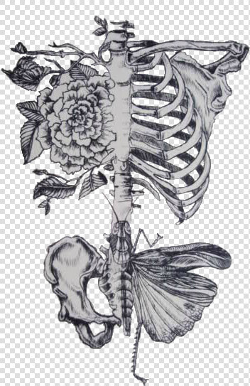 Rib Roses Butterfly Pelvis   Dont Need No Butterflies When You Give Me The Whole  HD Png DownloadTransparent PNG