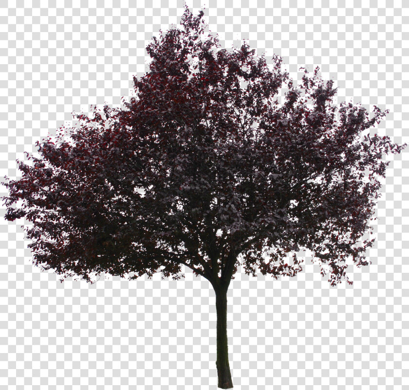 Transparent Red Tree Png   Kayın Ağacı Png  Png DownloadTransparent PNG