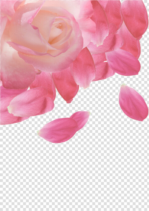  ftestickers  flower  rose  petals  border  corner   Hybrid Tea Rose  HD Png DownloadTransparent PNG