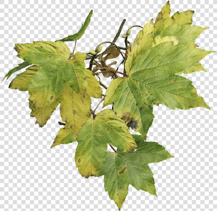 Sycamore Leaf Png  Transparent PngTransparent PNG