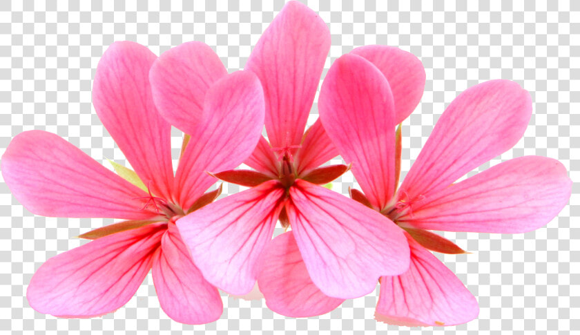 Geranium  HD Png DownloadTransparent PNG