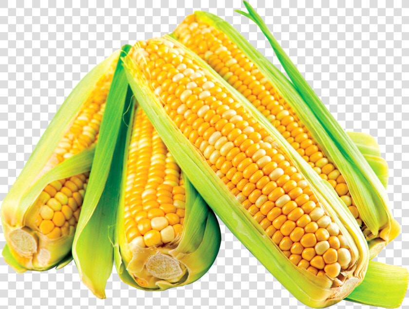 Transparent Corn Cob Png   Transparent Corn Crop  Png DownloadTransparent PNG