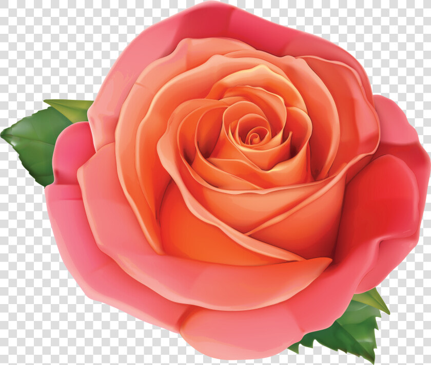 Pink Rose Clipart Orange Rose Gallery Size Image High   Pink And Orange Roses Transparent  HD Png DownloadTransparent PNG