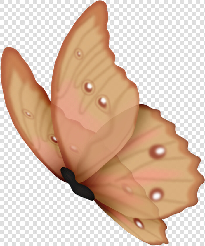 Borboleta Sem Fundo  HD Png DownloadTransparent PNG