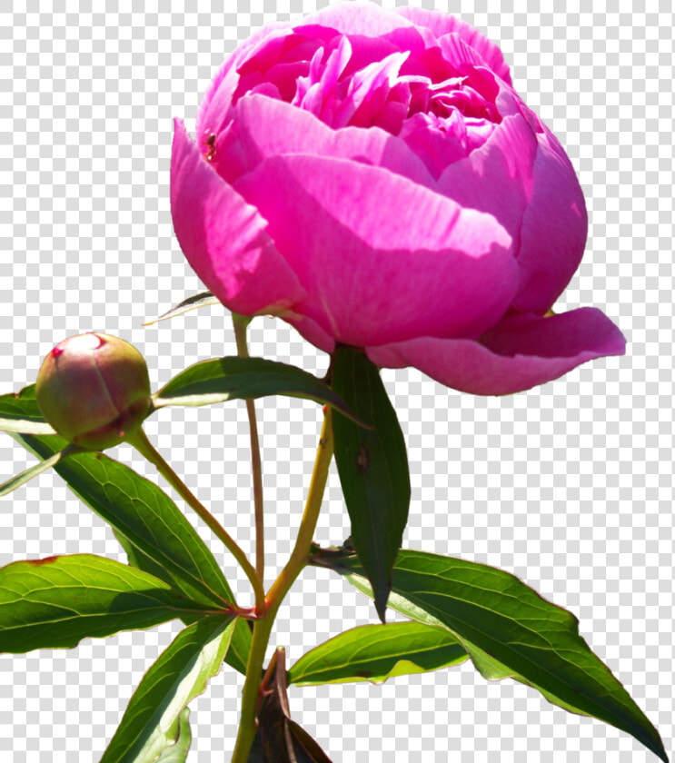 Peony Flower  Qc 80  Wallpaper V   Flower Peony Png Hd  Transparent PngTransparent PNG