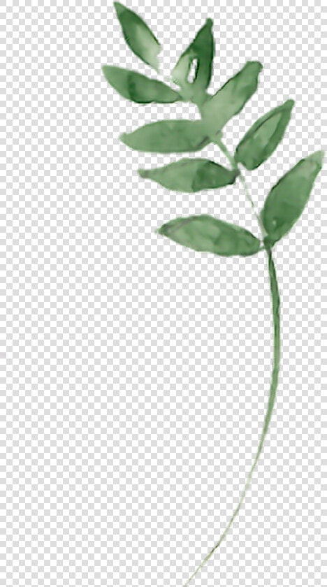  twig  branches  branch  aquarelle  leaf  leaves  green   Bay Laurel  HD Png DownloadTransparent PNG