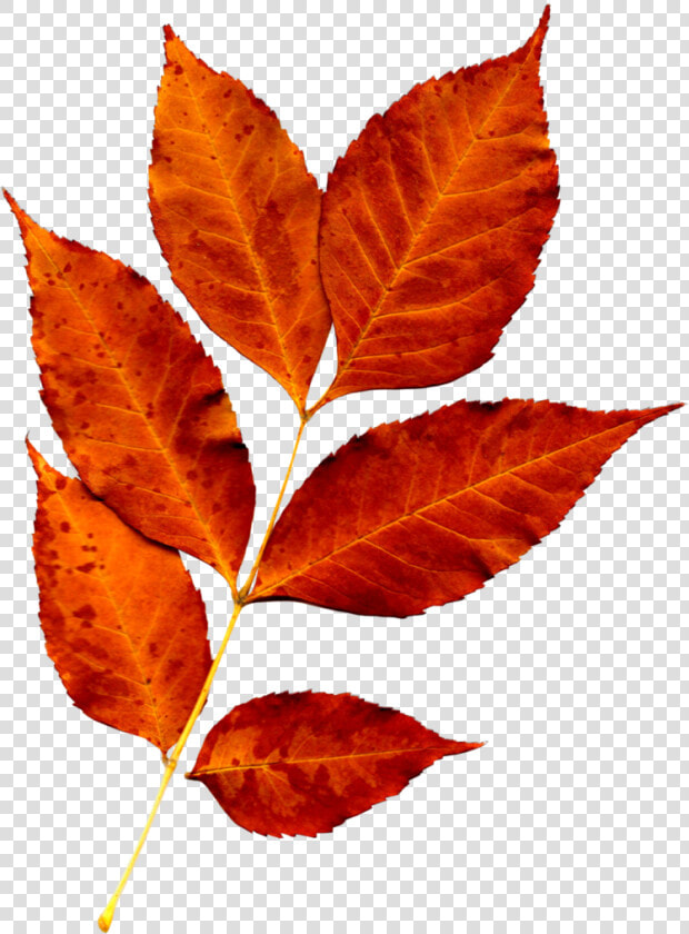 Fall Leaves Png  Fall Leaves Pictures  Leaf Flowers    High Resolution Fall Leaves  Transparent PngTransparent PNG