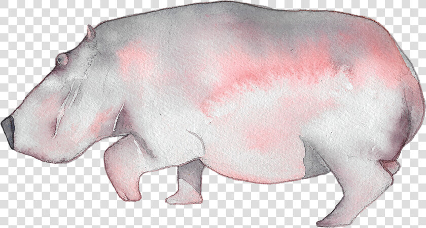 Hippopotamus   Png Download   Hippopotamus  Transparent PngTransparent PNG