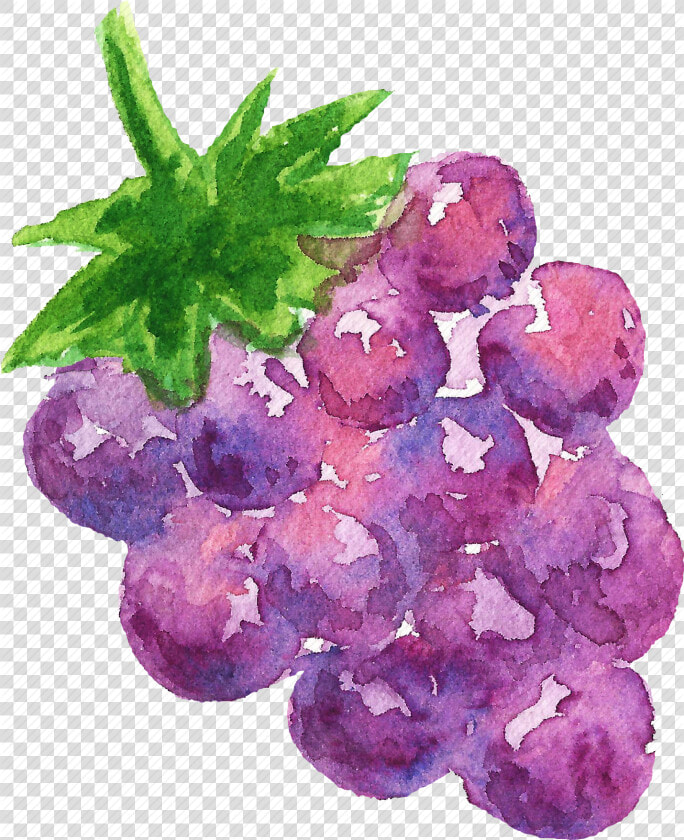 Cuisine  Food  Fruit  Fruits  Grape  Watercolor  Watercolors   Watercolor Paint  HD Png DownloadTransparent PNG