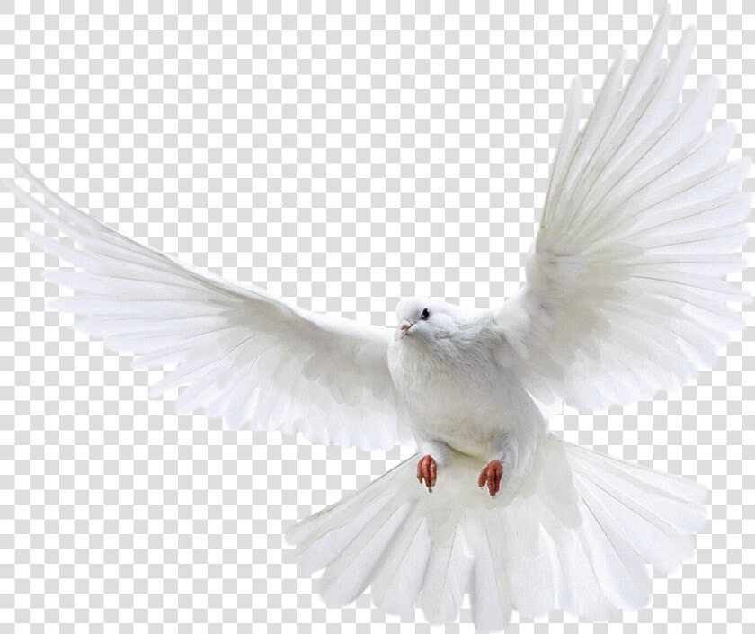  pomba   Pigeon Png  Transparent PngTransparent PNG