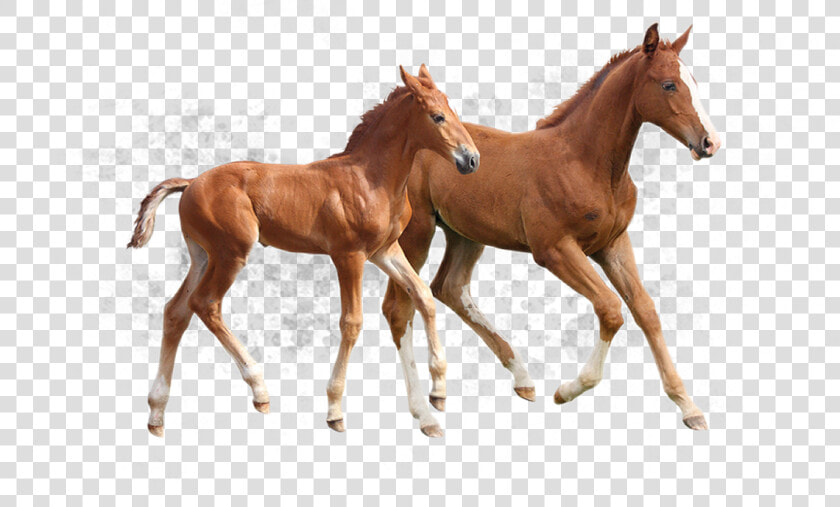 Foal  HD Png DownloadTransparent PNG