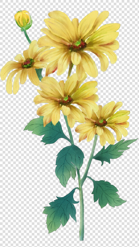 Clip Art Double Ninth Festival Painting   Yellow Chrysanthemum Flower Water Color Painting  HD Png DownloadTransparent PNG