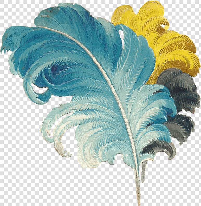 Victorian Feather Drawing Blue Yellow Black   Ostrich Feathers Transparent Background  HD Png DownloadTransparent PNG