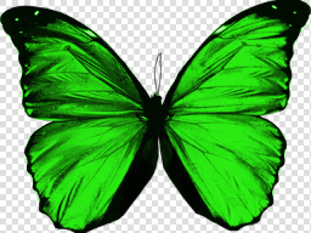 Transparent Green Butterfly Png   Green Butterfly Wings Png  Png DownloadTransparent PNG