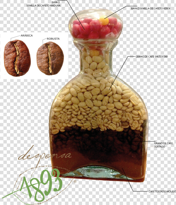 Transparent Granos De Cafe Png  Png DownloadTransparent PNG