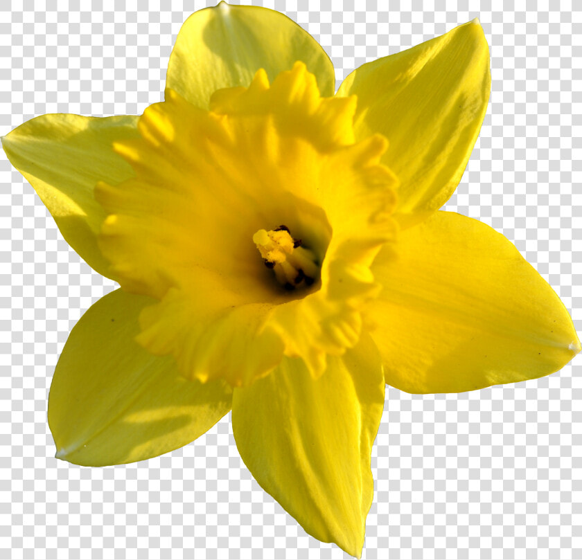 Daffodil Images Pictures   Daffodil Flower Transparent Background  HD Png DownloadTransparent PNG