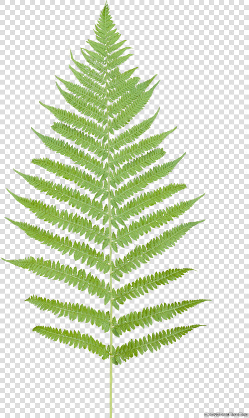 Tropical Ferns Png   Fern Leaf Png  Transparent PngTransparent PNG