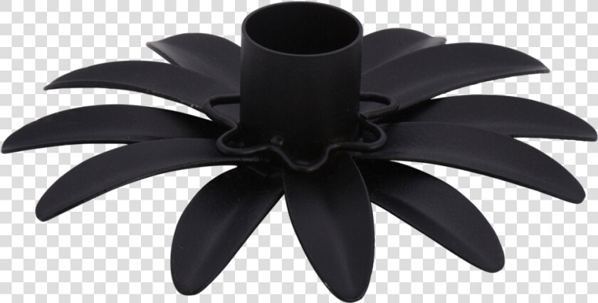 Black eyed Susan  HD Png DownloadTransparent PNG