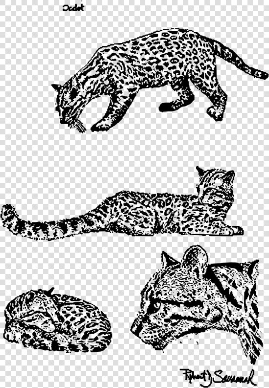 Jaguar Clipart Ocelot   Ocelote Para Colorear  HD Png DownloadTransparent PNG