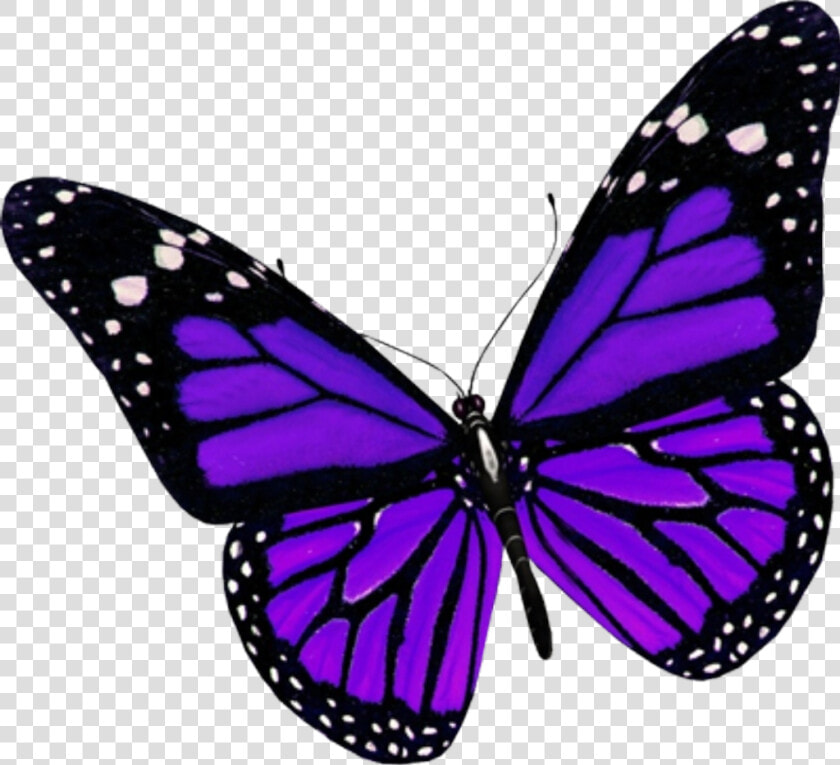  beauty  butterfly  nature  purple  insect  creative   Purple Butterfly Png  Transparent PngTransparent PNG