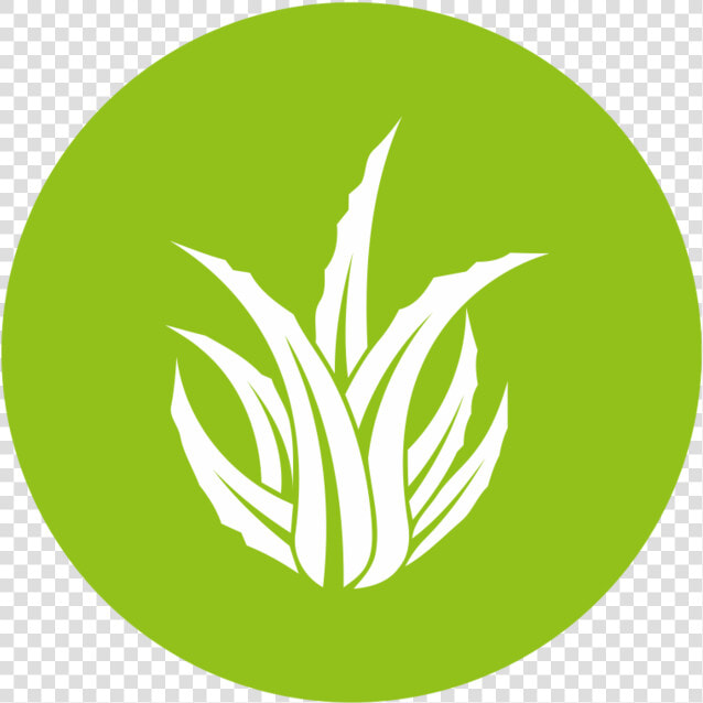 Aloe Vera Logo Png   Png Download   Aloe Vera Logo Png  Transparent PngTransparent PNG