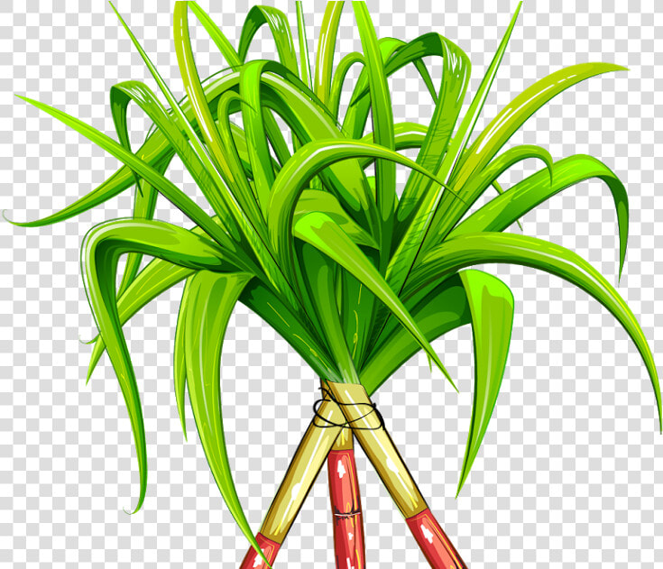 Sugarcane Png  Transparent PngTransparent PNG