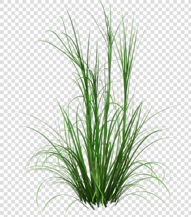 Clip Art Cherry Sparkler Fountain Grass   Tall Grass Transparent Background  HD Png DownloadTransparent PNG