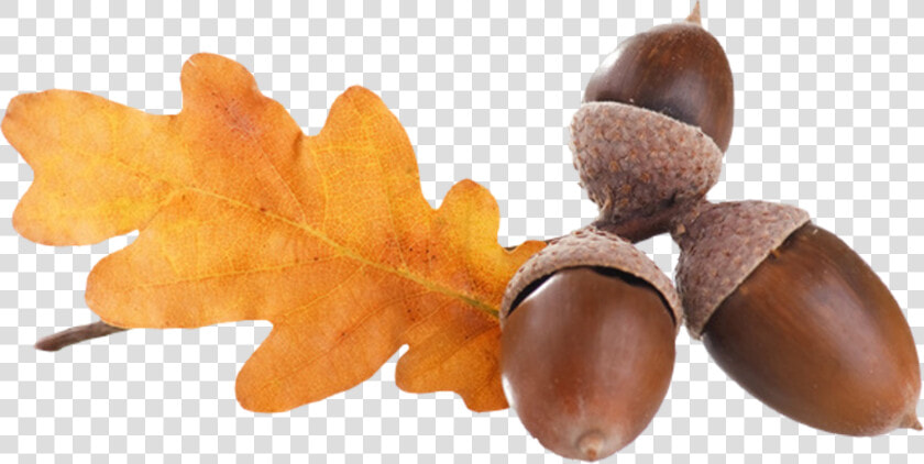 Transparent Acorn Png   Acorns Png  Png DownloadTransparent PNG