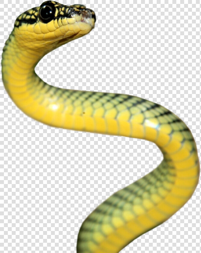 Rattlesnake Reptile Vipers Elapidae   Serpent Png  Transparent PngTransparent PNG