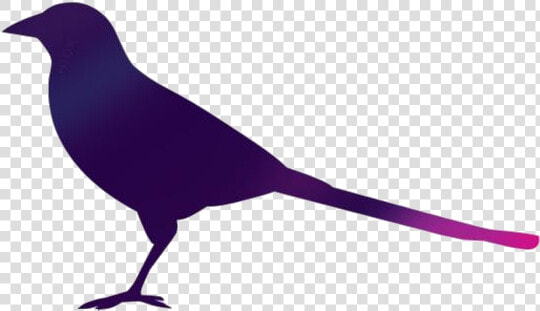 Magpie Bird Vector Png   Crow  Transparent PngTransparent PNG