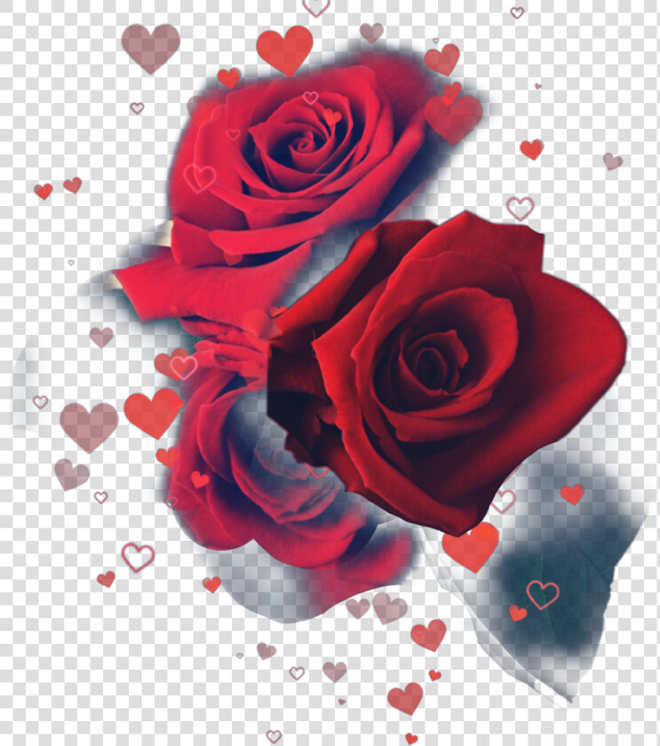 Floribunda  HD Png DownloadTransparent PNG