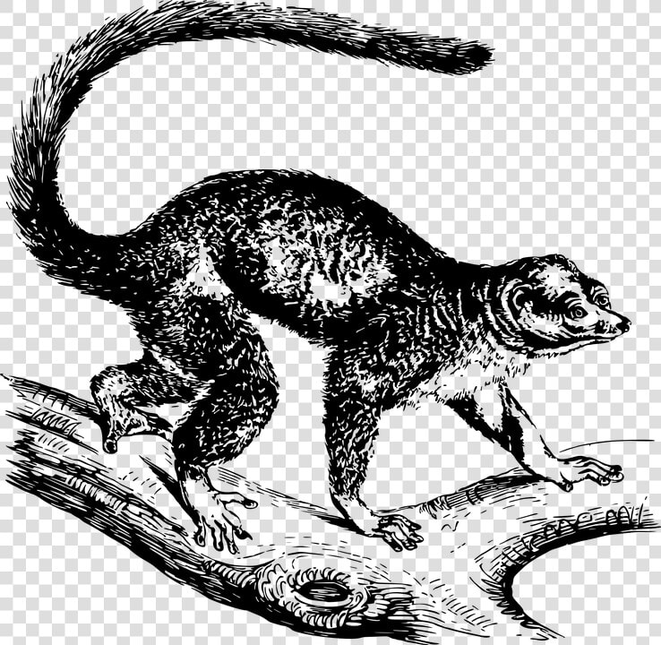 Animal  Lemur  Mammal  Mongoose  Nature  Primate   Mongoose Graphic  HD Png DownloadTransparent PNG