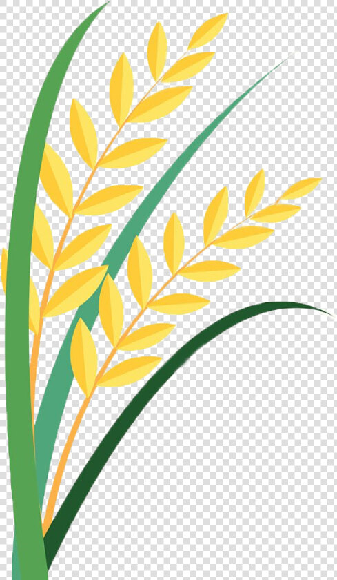 Grain Clipart Paddy   Paddy Clipart  HD Png DownloadTransparent PNG