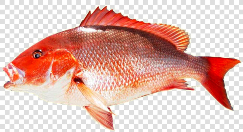 Kingfish Transparent Png   Red Snapper Fish Png  Png DownloadTransparent PNG