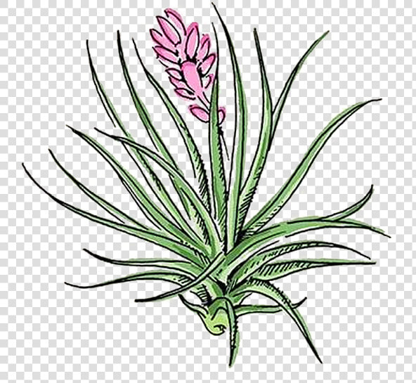 Agave  HD Png DownloadTransparent PNG