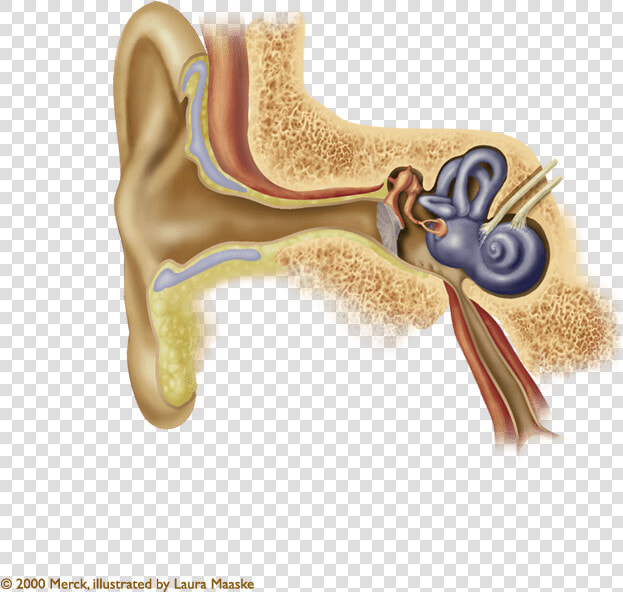 Ear Anatomy Ear Wax  HD Png DownloadTransparent PNG