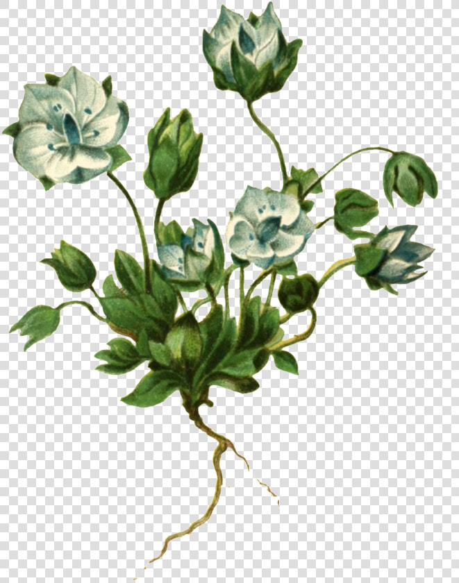 Realistic Hand Painted Plant With Roots And Transparent   Plants  HD Png DownloadTransparent PNG