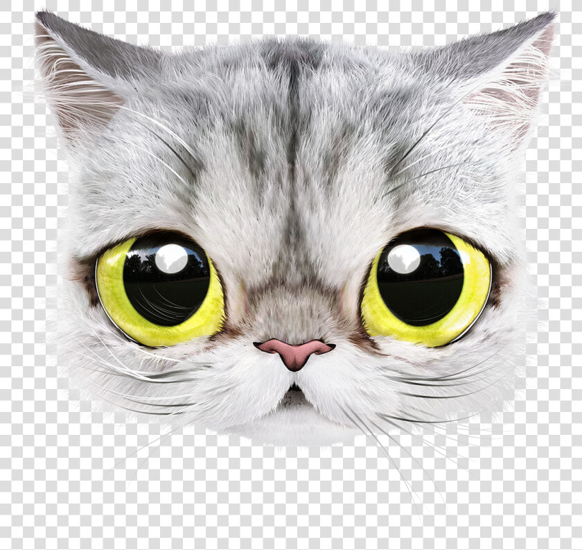 British Shorthair  HD Png DownloadTransparent PNG