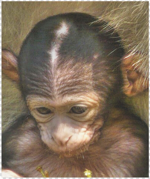 Sweet Baby Monkey Poster 20 X24   Common Chimpanzee  HD Png DownloadTransparent PNG